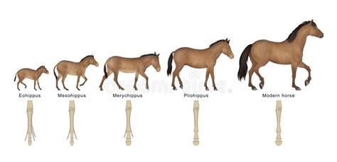 Evolution Of The Horse Stock Illustration Illustration Of Grass