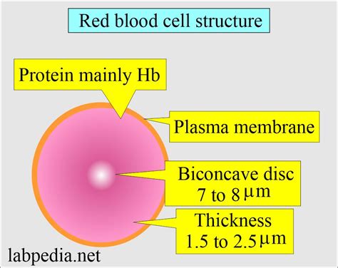 Red Blood Cell Rbc Part Normal Peripheral Blood Smear 46 Off