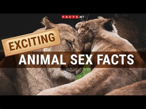 30 Animal Sex Facts And Secrets You Never Knew