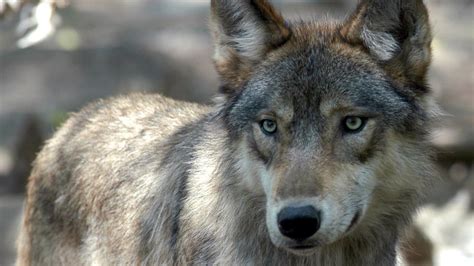 Gray Wolf Pups Are Spotted in Colorado for the First Time in 80 Years ...