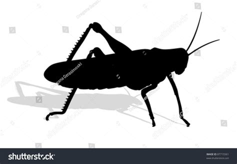 Bug Cricket Isolated On White Background Stock Vector 87715561 ...