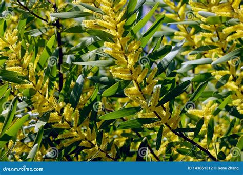 Acacia Lonolia Acacia Wattle Sydney Golden Wattle Stock Photo