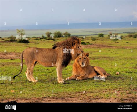 Male lions together hi-res stock photography and images - Alamy