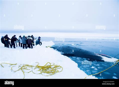 Hunting Marine Mammals Alaska Hi Res Stock Photography And Images Alamy