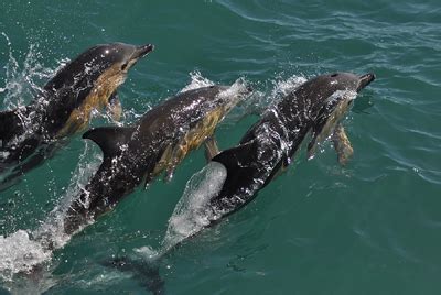 The Best Place In Ireland To Watch Whales Dolphins Basking Shark