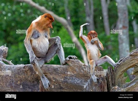 Malaysia Sabah State Labuk Bay Proboscis Monkey Or Long Nosed Monkey