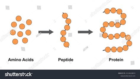 Scientific Designing Biochemial Structure Amino Acids Stock Vector