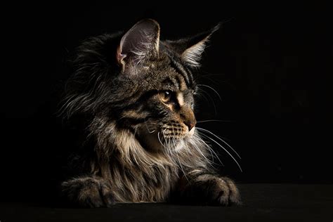 21 Majestic Photos Of Maine Coon By Robert Sijka Pets Feed