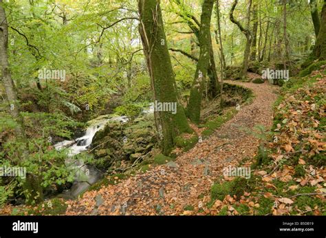 Torrent A Piedi Attraverso Un Sentiero Di Latifoglie Faggio E Quercia