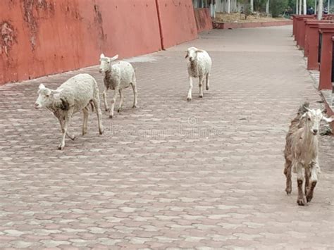 Domestic Animals On The Sidewalk Along The Coastline In Chenab River