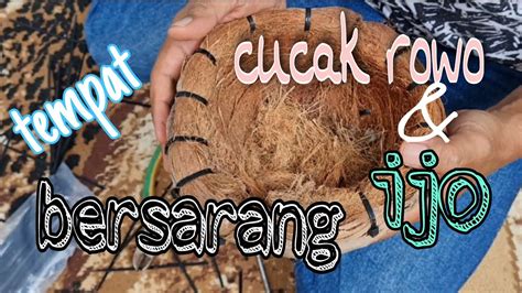 Cara Membuat Sarang Burung Cucak Rowo Cucak Ijo Wambi Yg Mudah YouTube