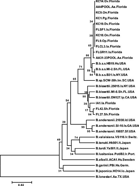 Unrooted Upgma Phylogenetic Tree Based On A Comparison Of Partial