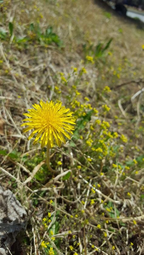 Darmowe Zdjęcia Natura trawa pole trawnik łąka mniszek lekarski