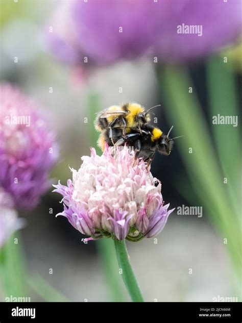 Bombus Partorum Mating Hi Res Stock Photography And Images Alamy