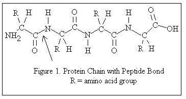 Milk Protein | MilkFacts.info (2023)