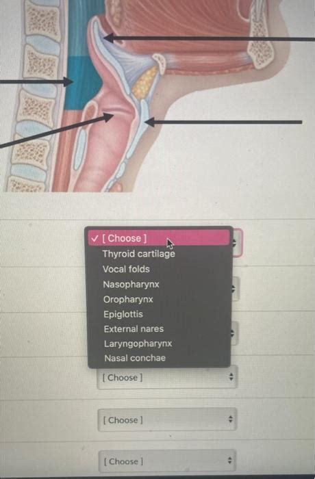 Solved Choose Thyroid Cartilage Vocal Folds Nasopharynx Chegg