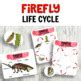 Firefly Life Cycle Insect Activities | TpT