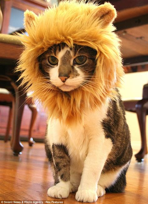 Do You Like My Mane Cat Owners Transform Their Pets Into Lions In