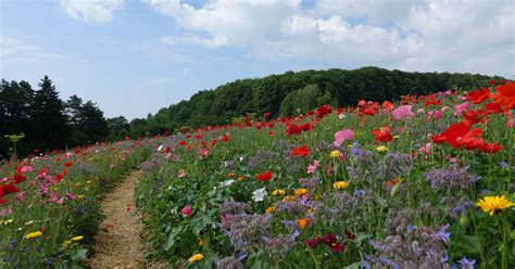 Frau Holles Blumenwiesen Begehbare Bl Hwiesen Im Geo Naturpark