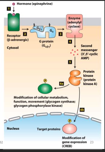 Biochemistry II Signal Transduction Pathways And Metabolic Regulation