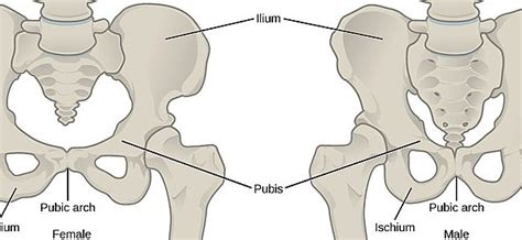 Difference Between Male And Female Skeleton Pediaa Com