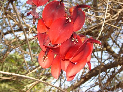 V E R D E C H A C O 22 De Noviembre Día De La Flor Nacional Argentina