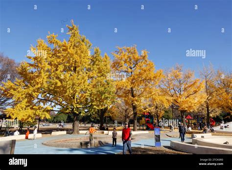 Showa Kinen Park Autumn Leaves Tokyo Stock Photo Alamy