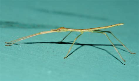 Baby Stick Insect Phasmid Nymph Anchiale Briareus Phasmati Flickr