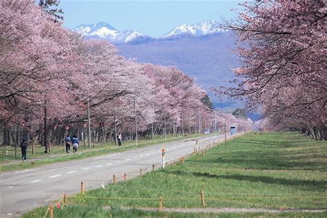 さくら名所百選・新ひだか「二十間道路桜並木」の巡り方｜北海道を象徴する春景色