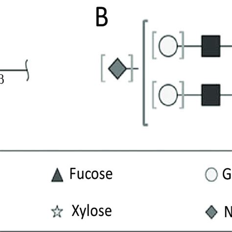 Structure And Variants Of The N Linked Glycans Attached To The Igg