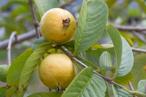 Ripe Mexican Guava Homemade Canning Recipes