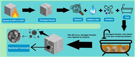 Crystals Free Full Text Use Of Bacteria Externally For Repairing Cracks And Improving