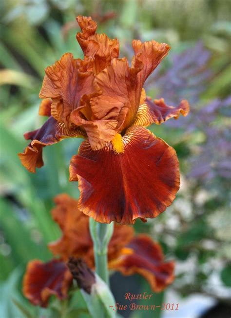 Photo Of The Bloom Of Tall Bearded Iris Iris Rustler Posted By