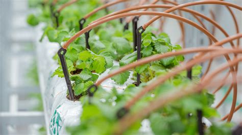 Vertical Farms To Grow Delicious Sweet And Fragrant Strawberries All