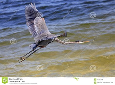 Garza De Gran Azul Que Vuela Sobre El Agua Foto De Archivo Imagen De