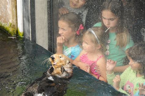 Monterey Bay Aquarium: Otters, jellies, robot -- oh my! (pictures) - CNET