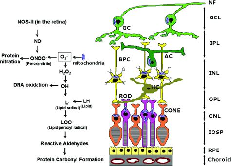 Scheme Of Retinal Oxidative Damage Nf Nerve Fiber Gc Ganglion Cell