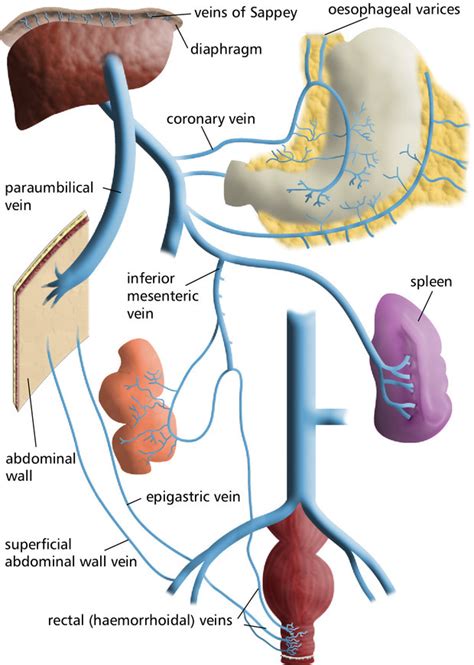 Male Reproductive System Diagram Labeled - ClipArt Best