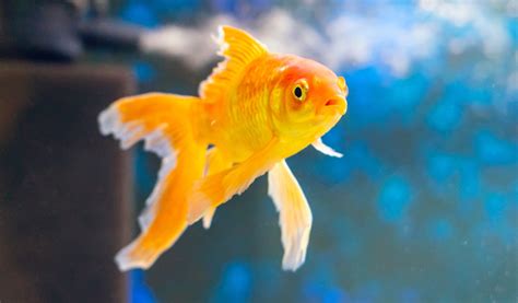 Comment Am Nager Un Aquarium Pour Poissons Rouges Jardiland