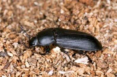 Darkling Beetle Facts - Tipps zur Bekämpfung von Darkling Beetles - haenselblatt.com