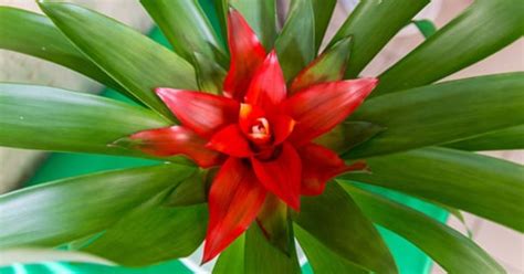 Гузмания: уход в домашних условиях, фото, уход и выращивание цветка