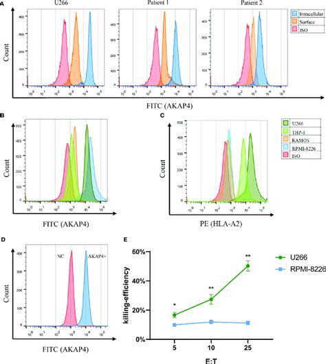 Akap Is Expressed On Primary Mm Cells And Mm Cell Lines And Induces