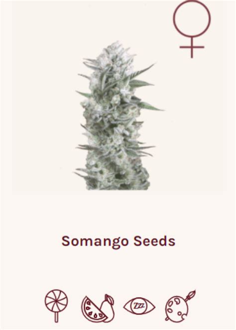 Somango Strain Info Somango Weed By Super Siberia GrowDiaries