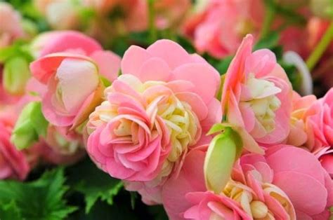 Всё о бегониях и не только...: Японские бегонии элатиор (Begonia ...