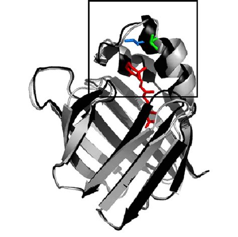 X Ray Crystal Structures Of Apo And Holo CRABP II Shown Is The