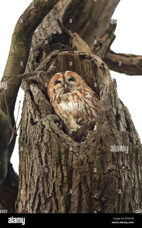 Tawny Owl Strix Aluco Named Mabel Roosting In Favourite Tree At