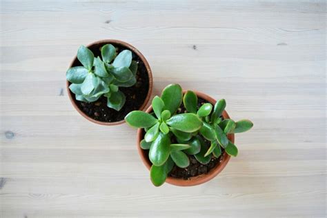 C Mo Propagar Plantas De Jade Consejos Esenciales