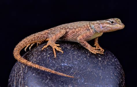 Three Million Year Old Lineage Of The Yarrows Spiny Lizard Is Nearly