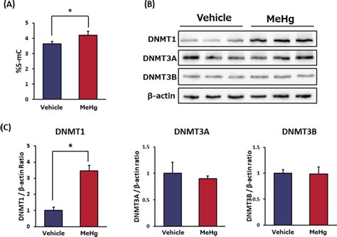 Determination of DNA methylation was performed in mice experiment. a ...