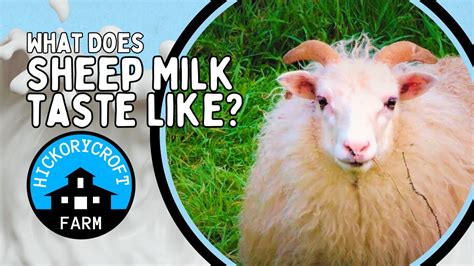 Discovering The Delightful Taste Of Sheep Milk Taste Teste Life